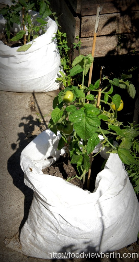 Prinzessinnengärten - Berlin Kreuzberg, August 2013