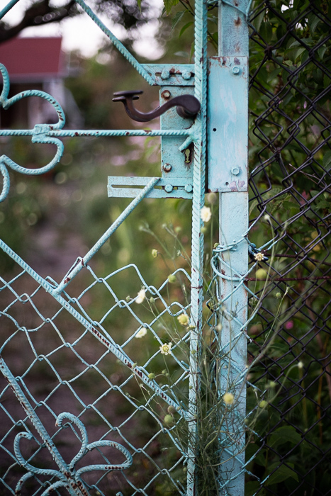garden, gate, summer