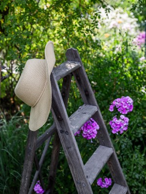 summer, garden, ladder