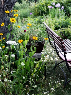 summer, garden, bench