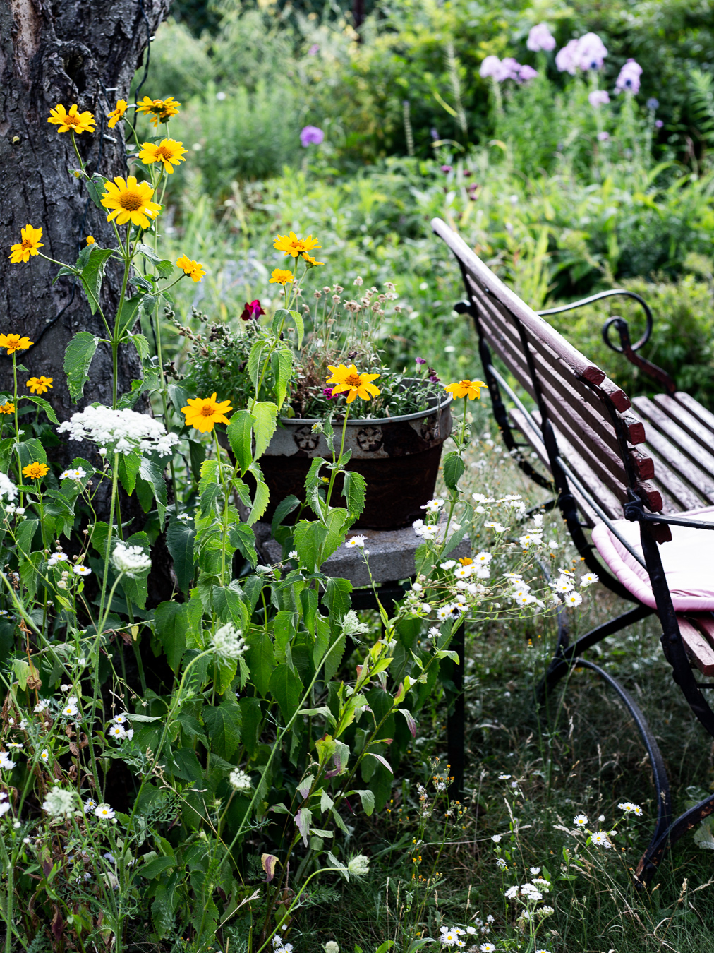 summer, garden, bench