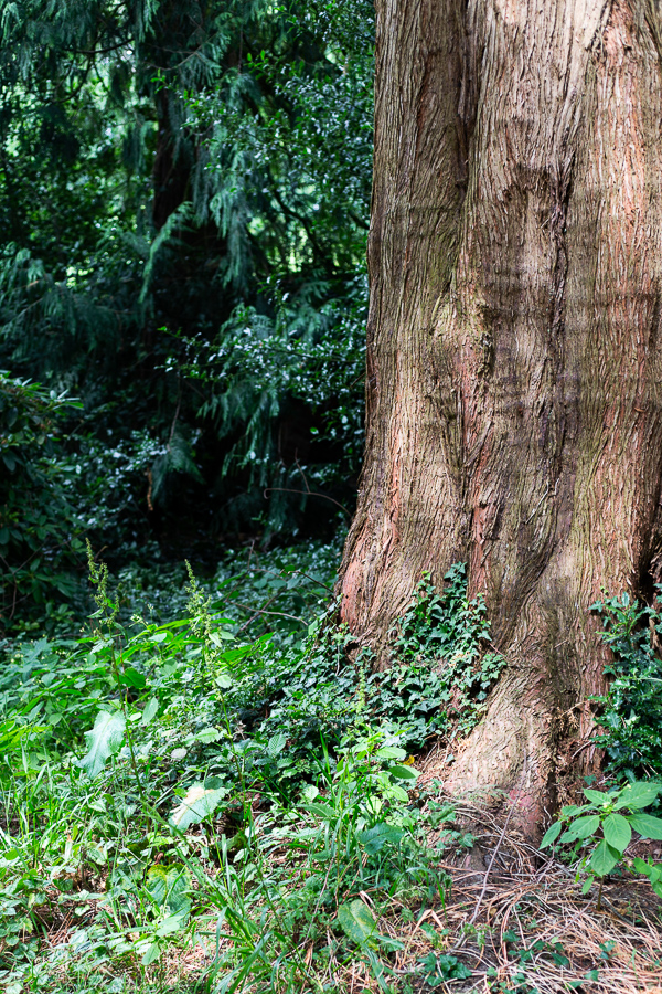 Schlossgarten, Oldenburg, park, landscape, garden