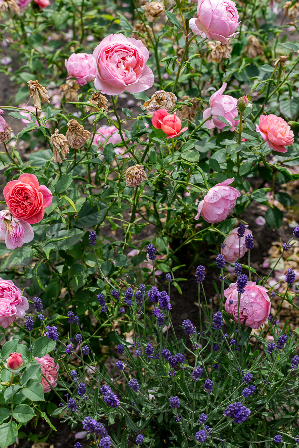 Schlossgarten, Oldenburg, park, landscape, garden, roses