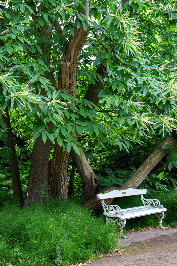 Schlossgarten, Oldenburg, park, landscape, garden
