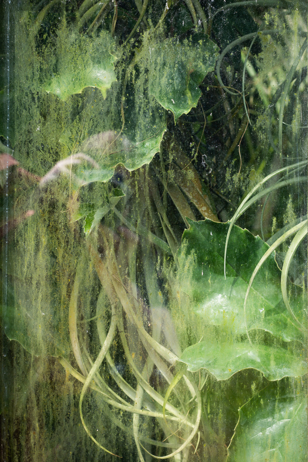 Schlossgarten, Oldenburg, park, greenhouse