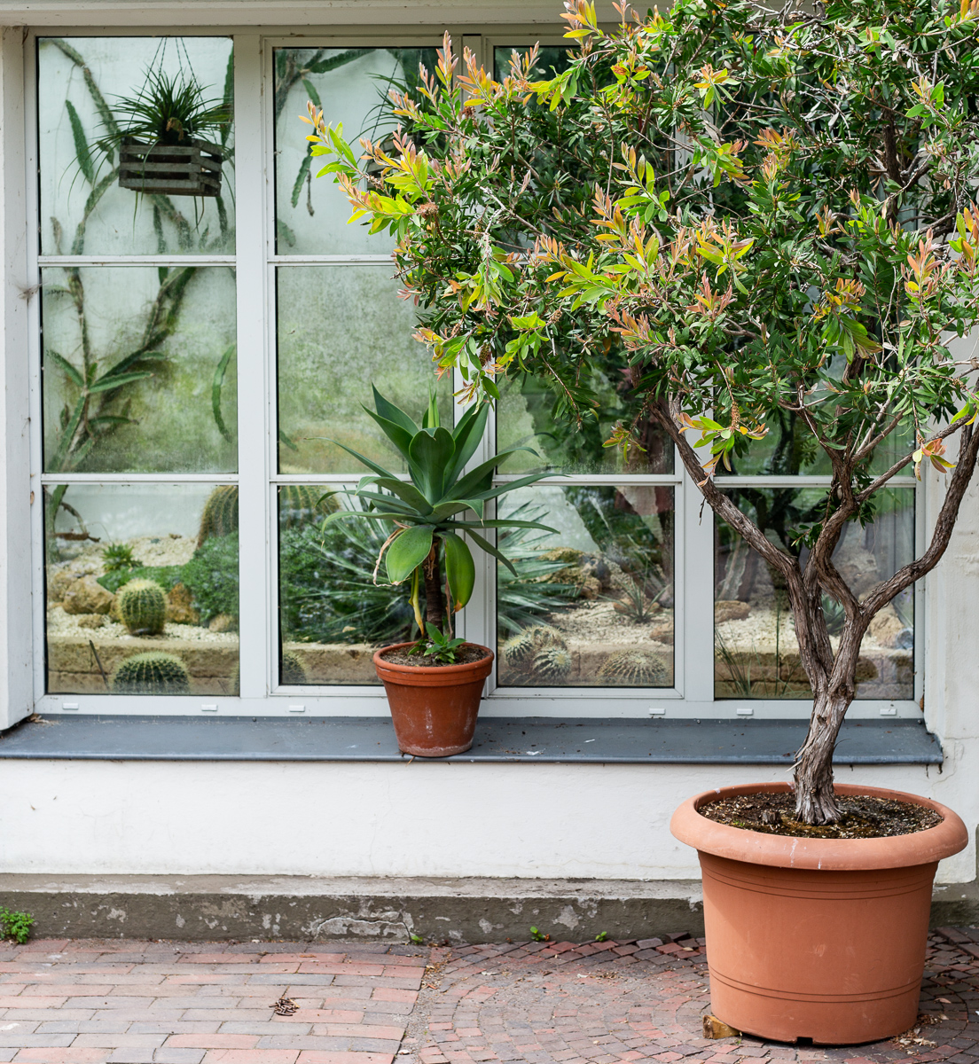 Schlossgarten, Oldenburg, greenhouse
