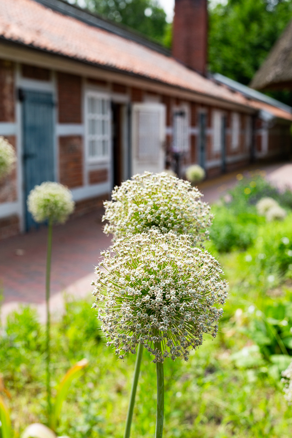 Schlossgarten, Oldenburg, park, landscape, garden