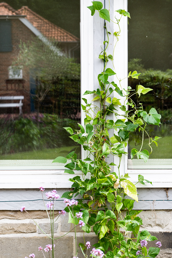 Schlossgarten, Oldenburg, park, landscape, garden