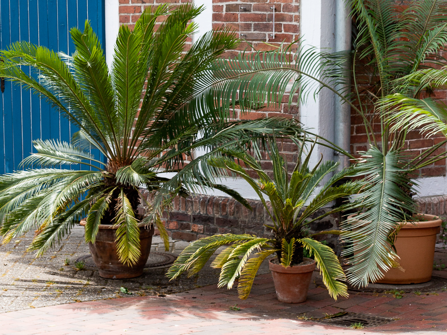 Schlossgarten, Oldenburg, ferns