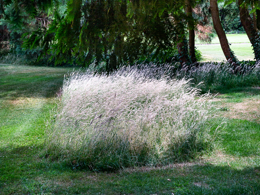 Schlossgarten, Oldenburg, park, landscape, garden