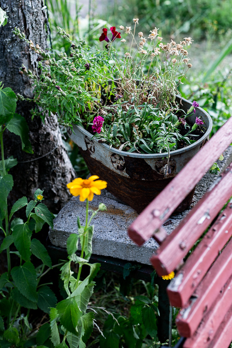 summer, garden, flowers, bench
