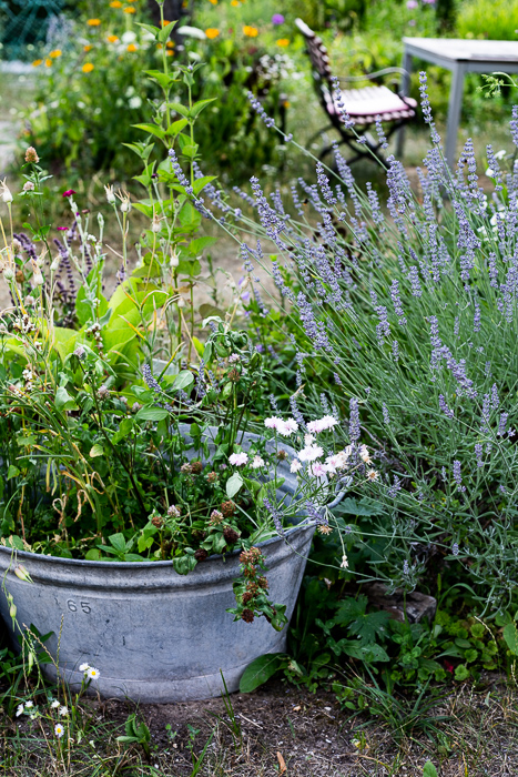summer, garden, flowers, bench
