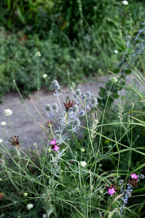 summer, garden, flowers