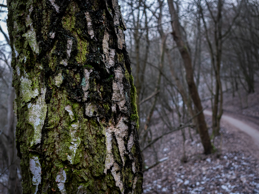 baeume, trees, moos, moss, wald, teufelsberg, berlin